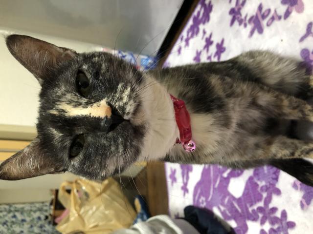ミミ