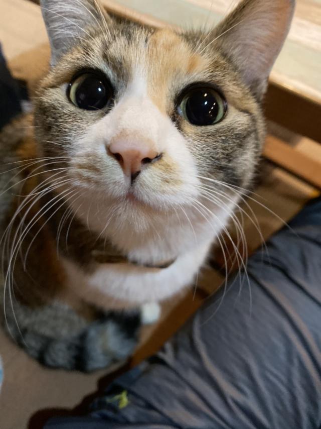 はな