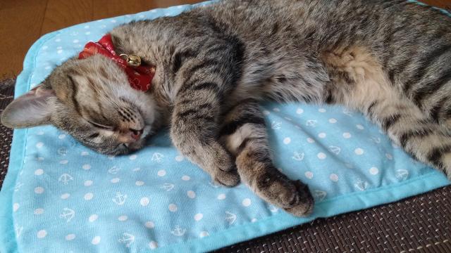 ちい