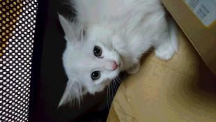 なし