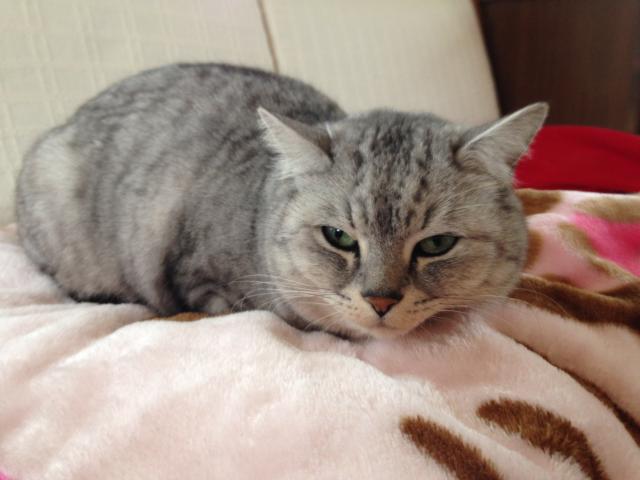 ほたる