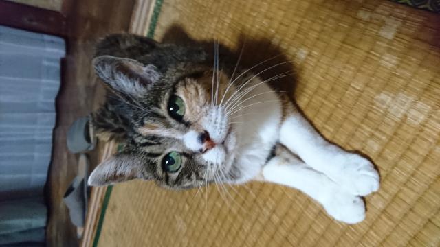 はな