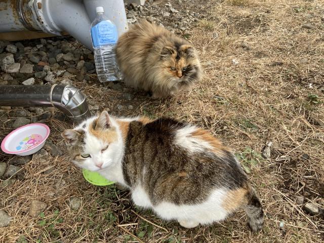 もこちゃんとちろちゃん