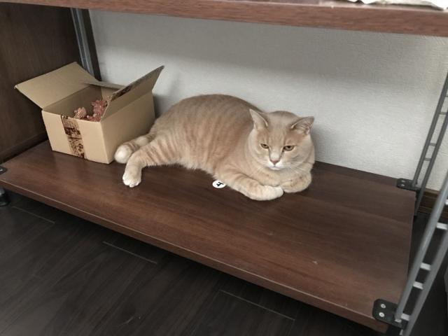 いっぷく