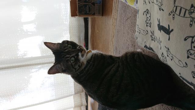 ちび
