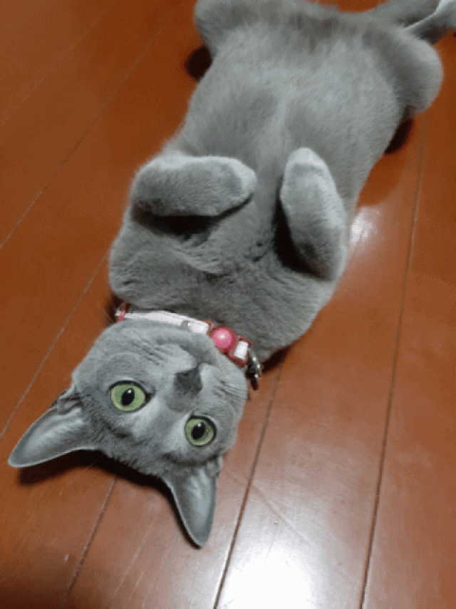 ロゼ