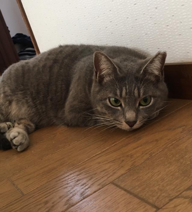 チビ