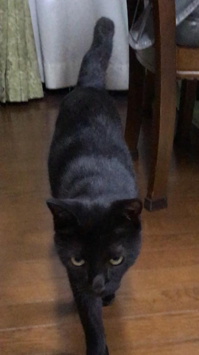 クウ