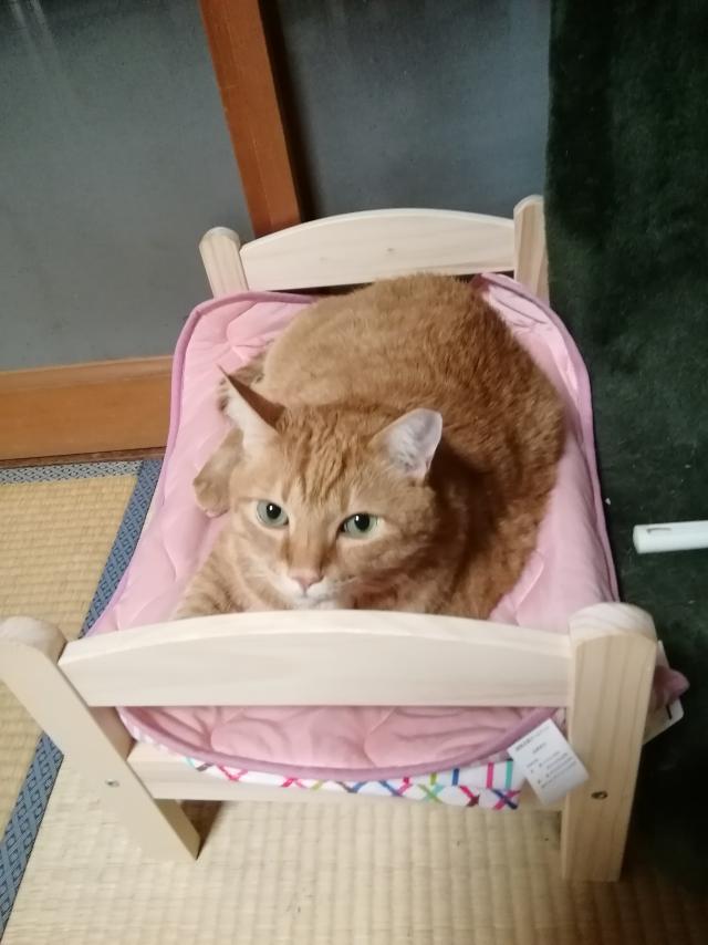 トム