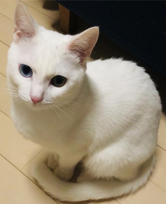シロ