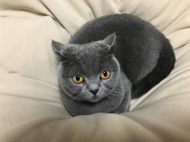 ルル