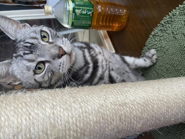 クウ（アメリ）