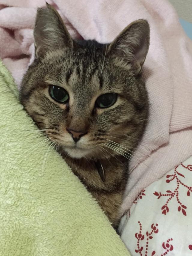 ラック