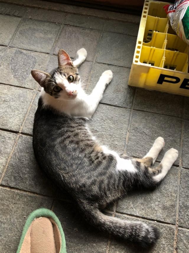 クロさん