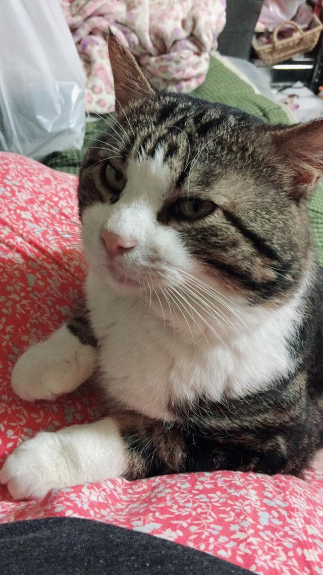 しましま