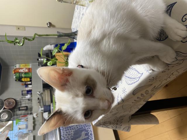 キリ