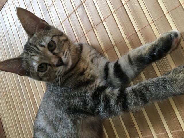 にゃこ