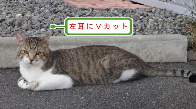 ゴン太