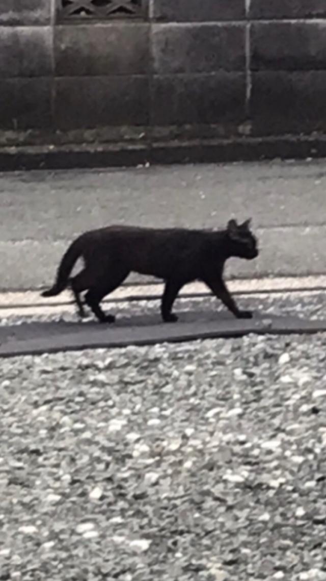 黒ちゃん