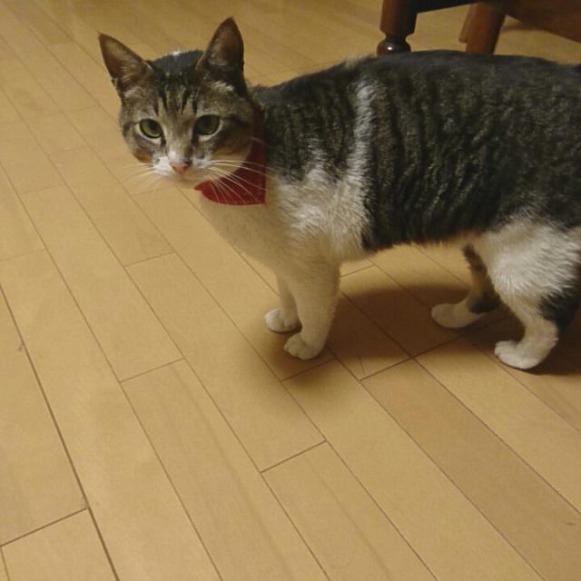 ぷち