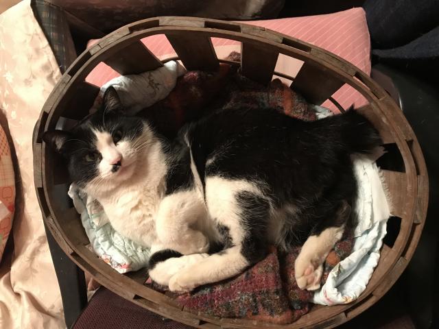 ぴの