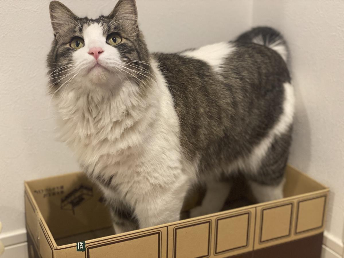 シャミ