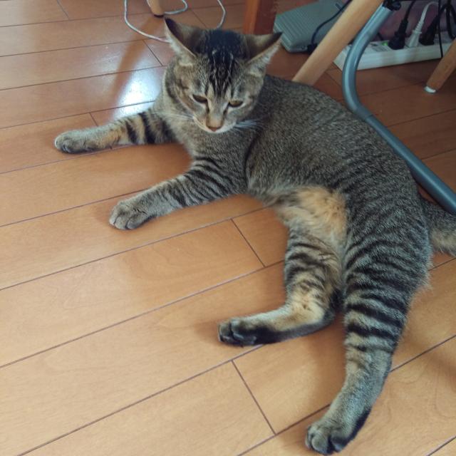 豆ちゃん