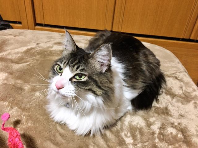 チャム