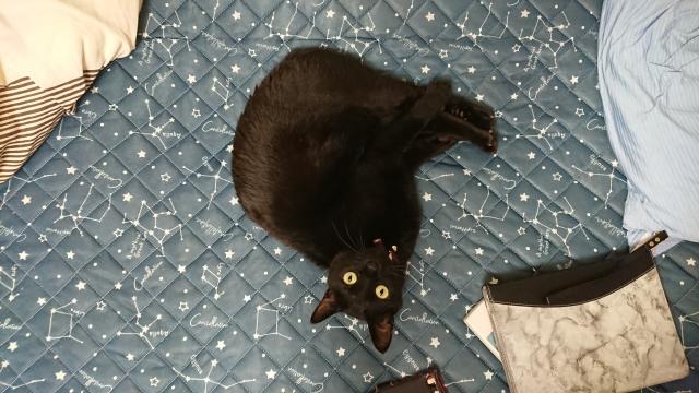 サカモト