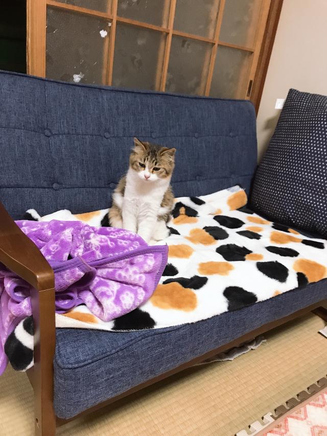 ロハン