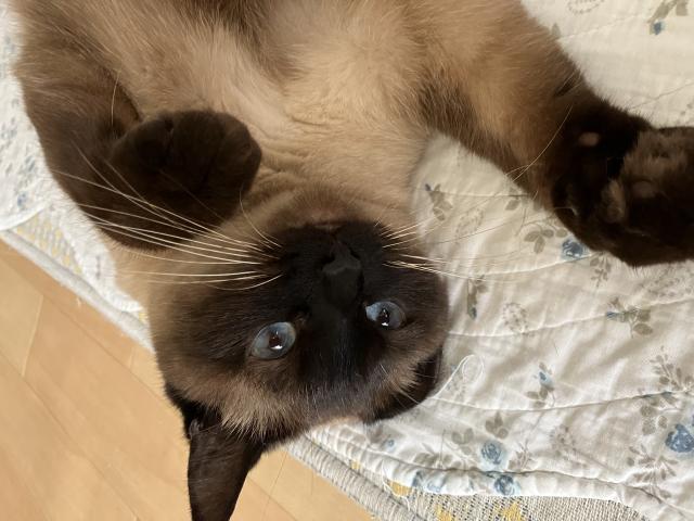 メイ