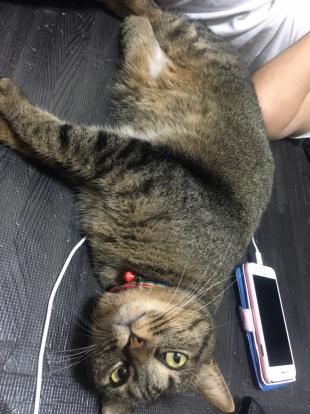 やちる