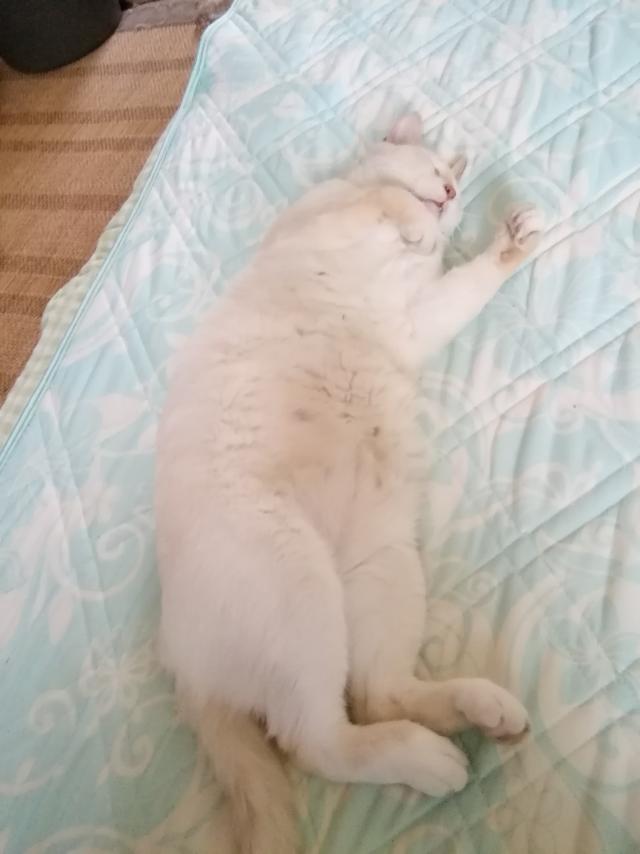 ジュニア