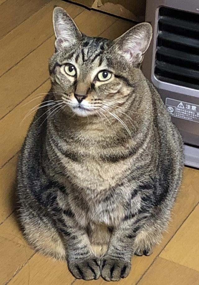 しまこ