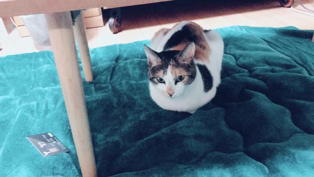 ベーちゃん