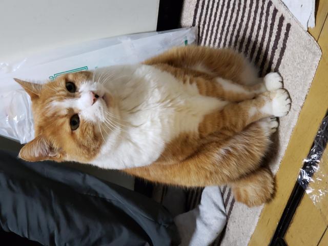 ミーコ