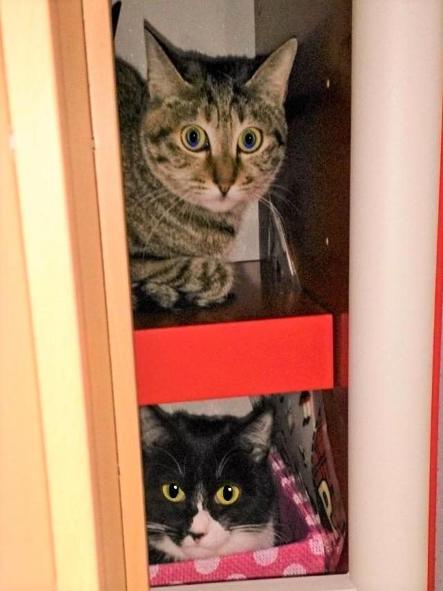 きなことよねちゃん。