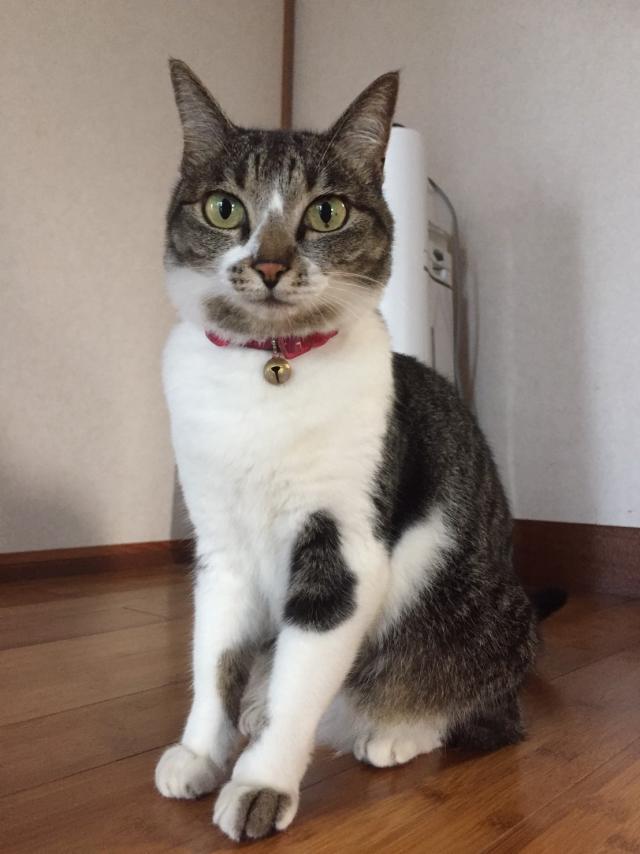 チビ