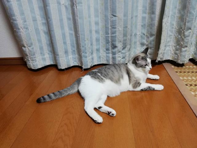 ぶんた