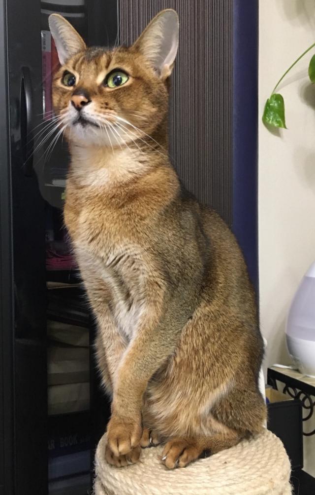 レオ