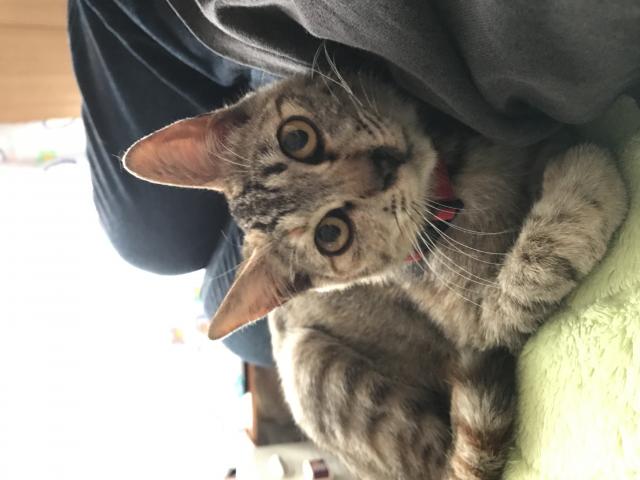 チャコ