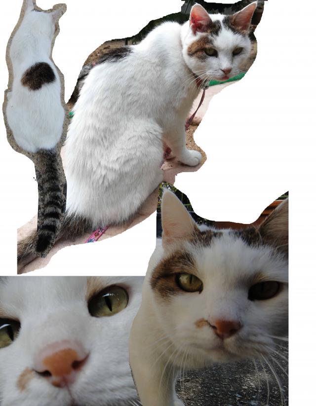 ネオ