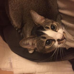 メグ