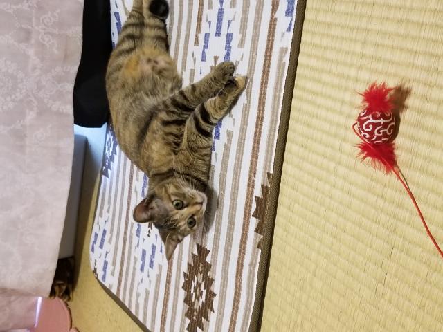 ちゃちゃ
