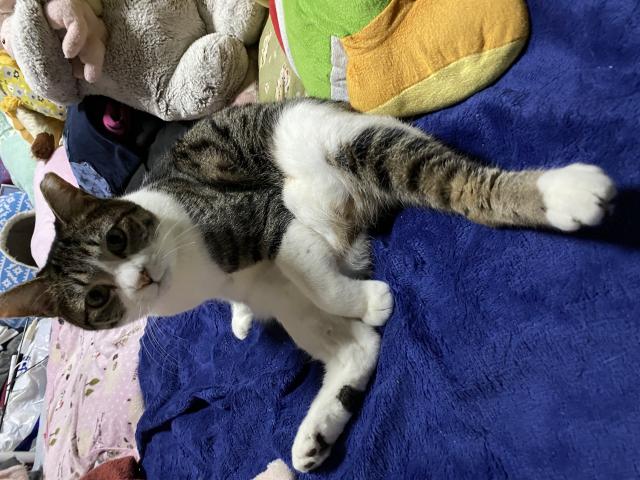 ネムチ