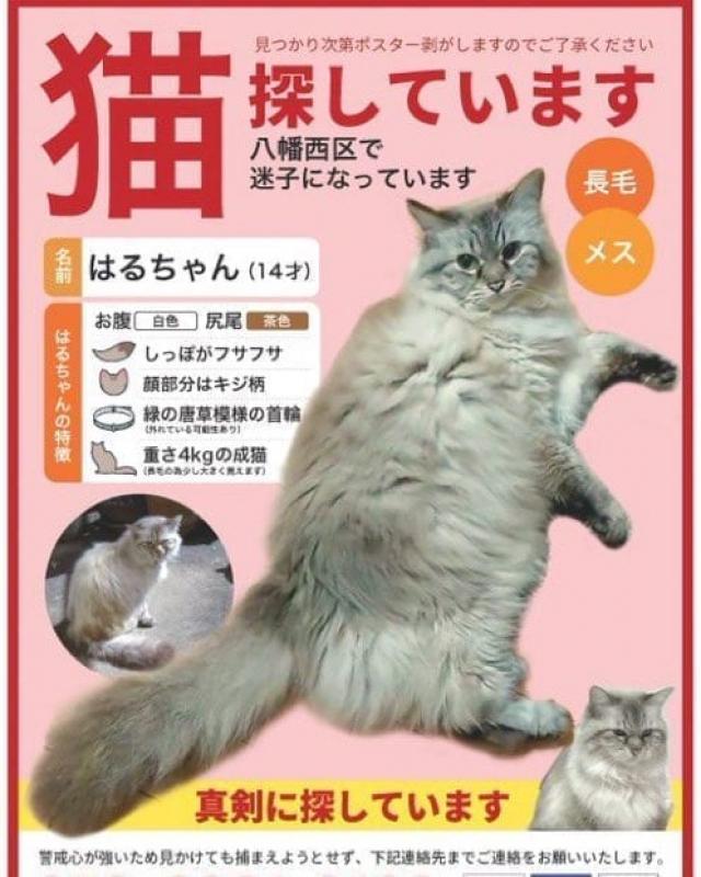 はるちゃん