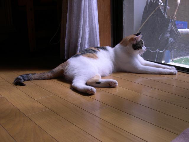 アロハ