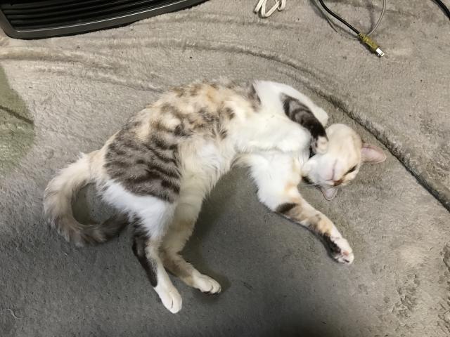 コギー