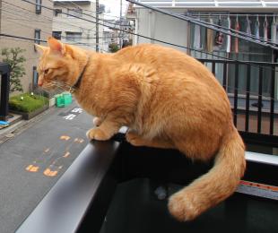 トラ