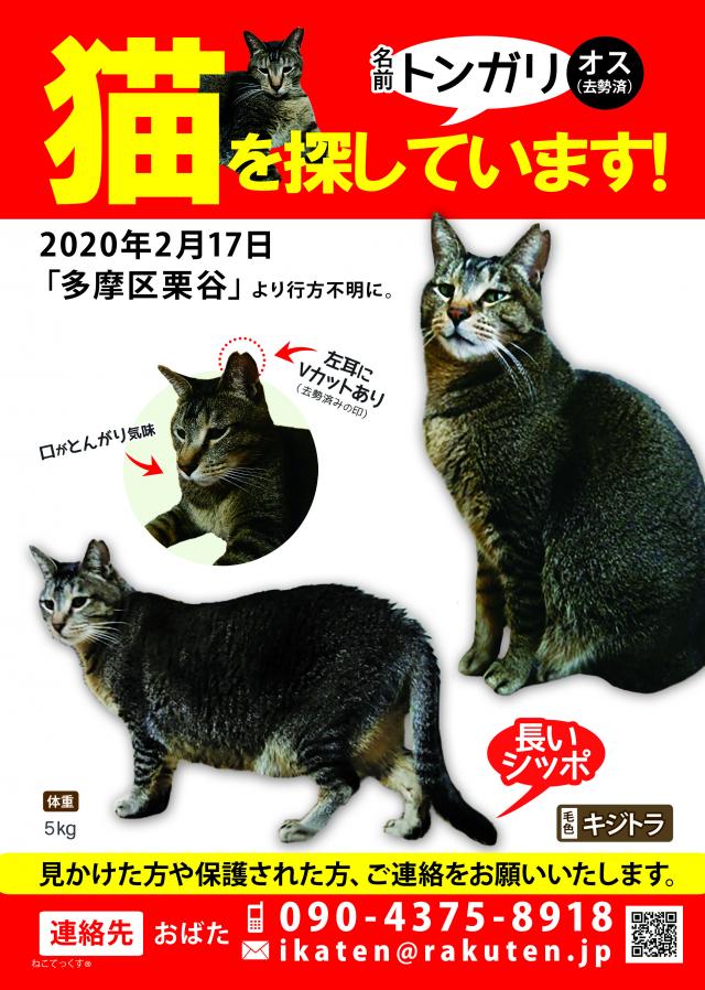 トンガリ